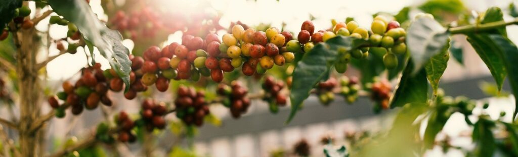 Cerezas de café rama verde