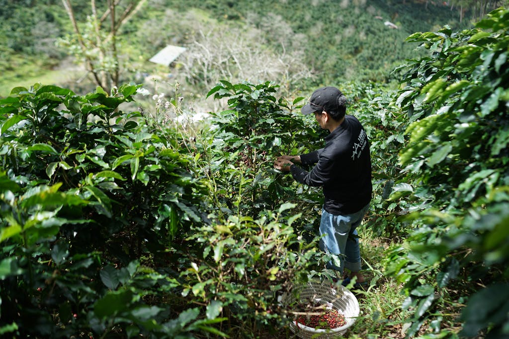 El impacto del café de comercio justo