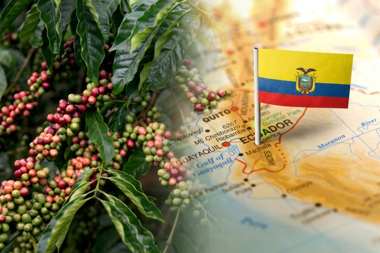 imagen representativa del café de Ecuador
