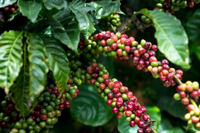 El Café de Ecuador