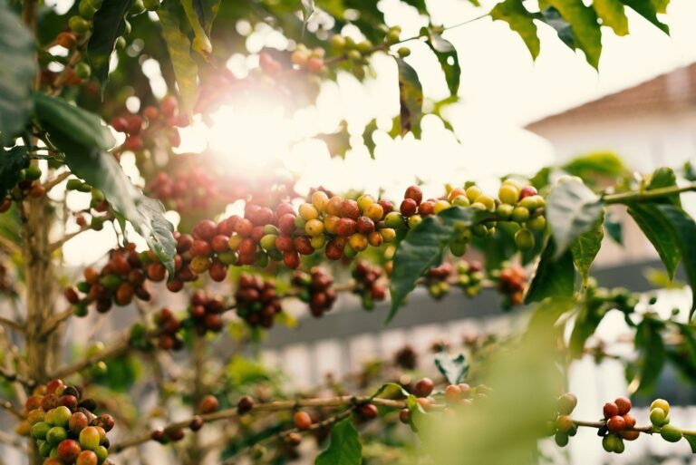 ¿Qué es el café ecológico?