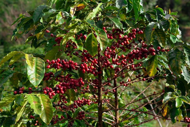 Etiopía: el origen del café