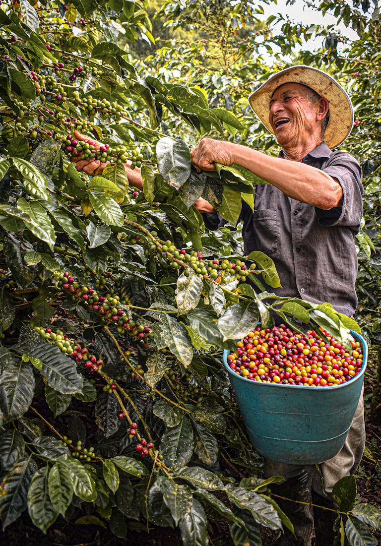 A Colombian farmer harvesting ripe coffee cherries in Belalcazar, showcasing traditional agriculture.
