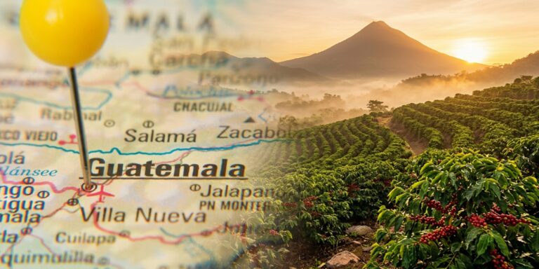 Representación de cultivo de café en Guatemala